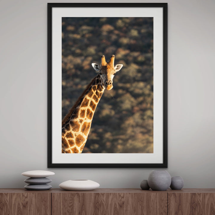 Wondering Giraffe